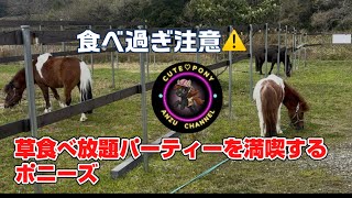 草食べ放題パーティーを満喫するポニーズ