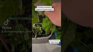 Day 115 of growing veggies in Canada Indoors.  this is where it all began.  let's take a gander!