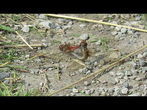 190913#1  Common Darter