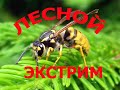 КАК Я БЕЖАЛ ПО ЛЕСУ ОТ ЗЛЫХ ОС