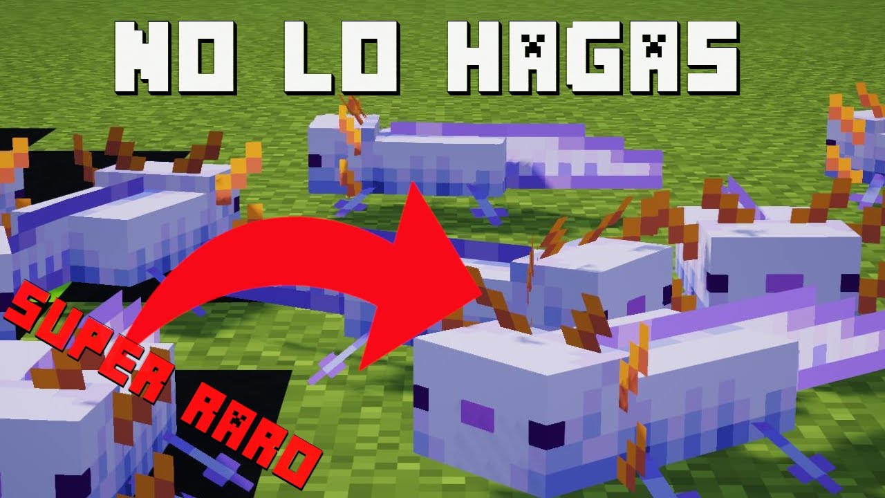 Cómo Conseguir El Ajolote Morado En Minecraft 117 Youtube