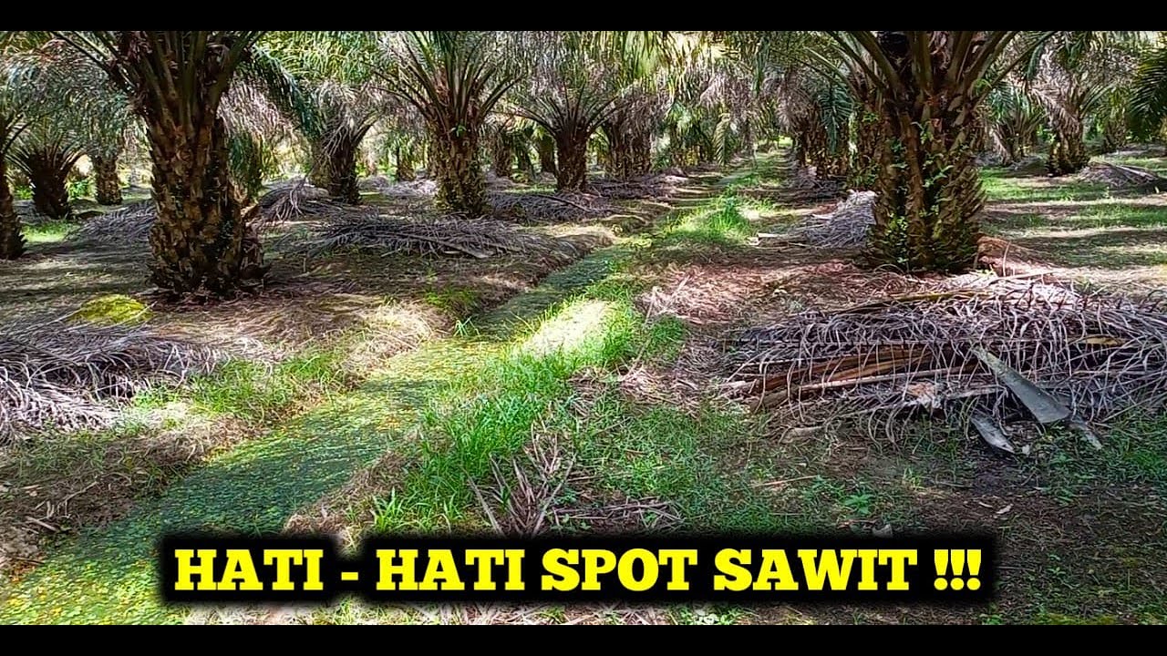 MANCING SPOT SAWIT KALAU DENGAR SUARA NGOSS  CEPET KABUR JANGAN NUNGGU LAMA SEKALIPUN DAPAT BESAR