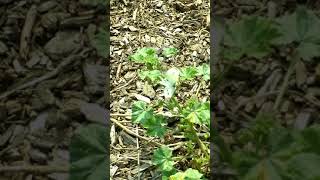 Possible Mating behavior of Cabbage White Butterflies #1