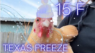 Protect your hens from Texas Freeze!! How to protect your backyard flock from freezing temperatures!