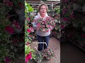 Unsere farbenfrohen Sommerampeln sind endlich bereit für euch💪🏻💯🥰 #gartencenter #blumen