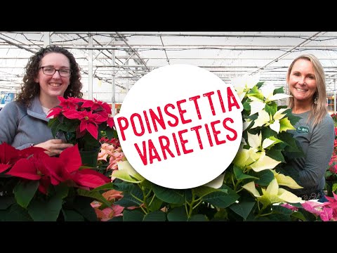 Video: Poinsettia-plantensoorten - Meer informatie over Poinsettia-plantenrassen