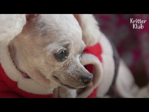 Video: Liecīgais sirds mirklis, kad pamests suns saprot, ka viņa ir saglabāta