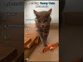 Funny cat moments that will make you laugh your eyes out 🤣🤣 #shorts