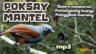 POKSAY MANTEL Download MP3 suara PIKAT, masteran dan pancingan 