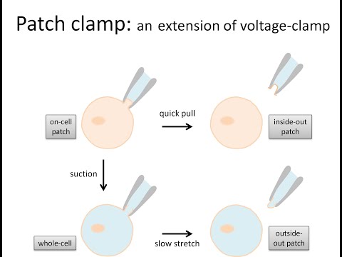 Uses Of Pinch Clamp In Pharmacology
