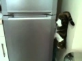 Gravity defying cat comes down from fridge