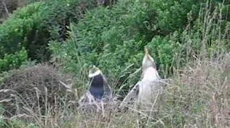 Yellow Eyed Penguins Singing Yellow Eyed Penguins Singing