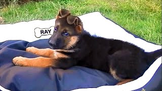 Cool Puppy! ПОДАРОК для РЭЯ. Щенок немецкой овчарки. Одесса. Cool Puppy! ПОДАРОК для РЭЯ. Щенок немецкой овчарки. Одесса.