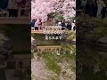 ［mini vlog］新宿で桜を見た日 #日本語 #桜 #sakura #shinjuku #新宿