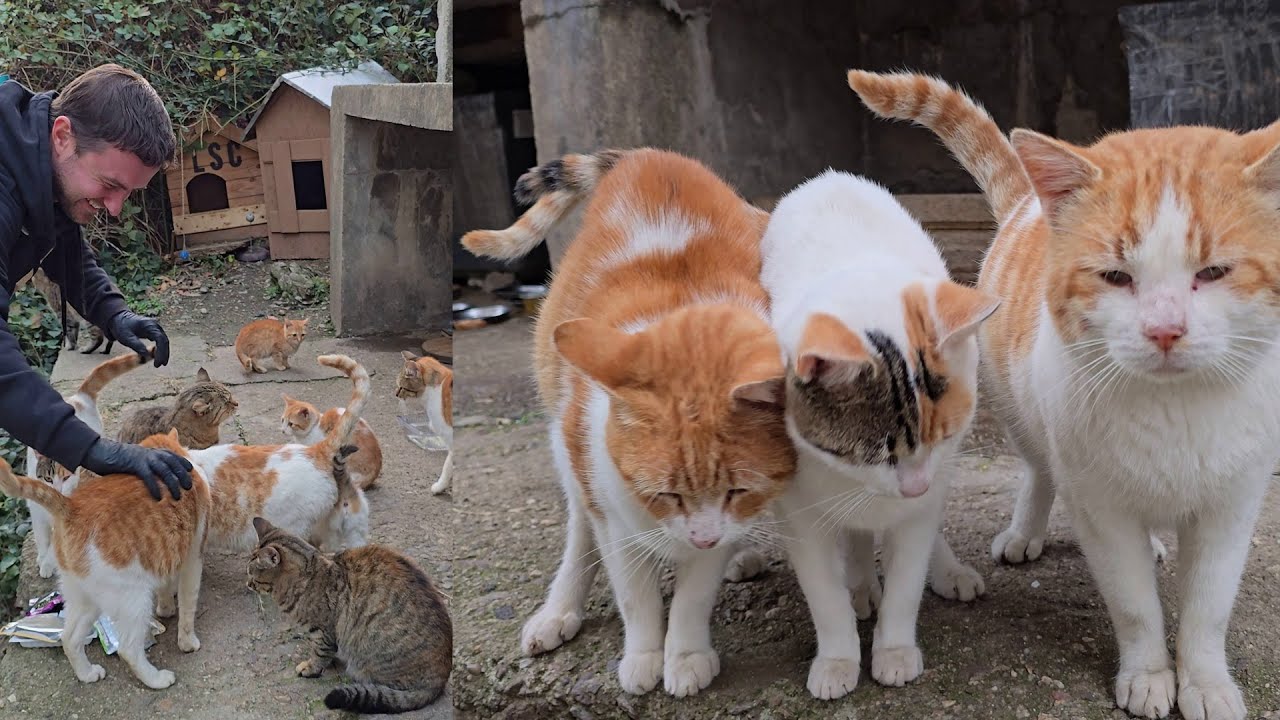 The Only Place on Earth Filled With So Many Affectionate Cats | Paradise for Cat Lovers