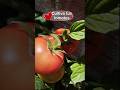 Tomates maduros en Enero. No son perfectos pero son riquísimos! #delhuertoalamesa