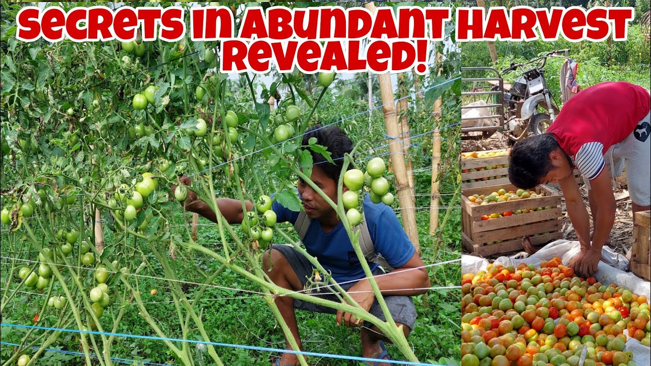 Abundant Harvest in Tomato Farming