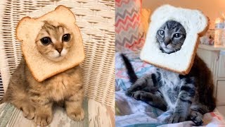 Cat Reaction To Cat Bread - Funny Cat Bread Reaction Compilation