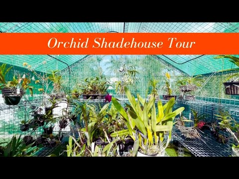 Queensland Orchid Shadehouse Tour - FINALLY!