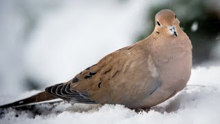 Mourning dove (Zenaida macroura) behaviour