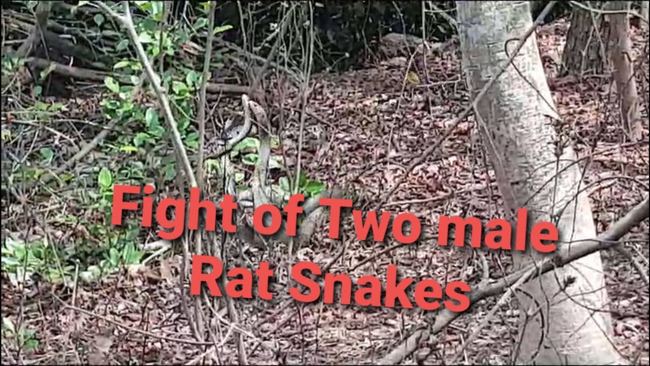 Fight of Two male rat snakes - YouTube