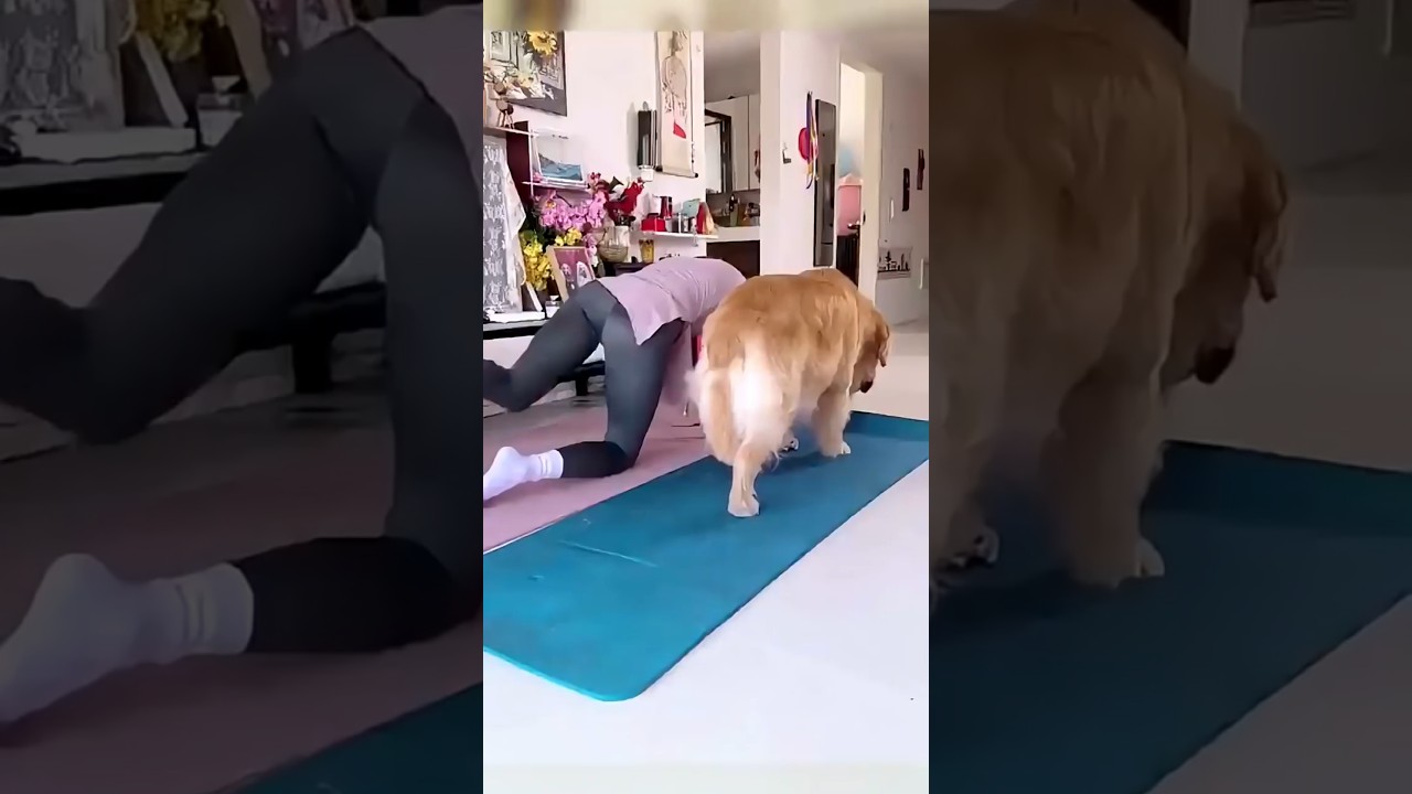 IN HONG KONG, PETS CAN NOW HAVE THEIR OWN ID CARD! 🐶🐱💳