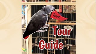 Einstein The Tour Guide by Einstein Parrot 1,633 views 9 days ago 3 minutes, 48 seconds