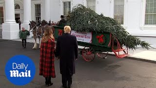 The Trumps welcome the 2018 Christmas tree to the White House