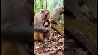 When dad won't let the baby sleep - mom fixes it ☄️😂 #monkeyfamily #viral #relatable