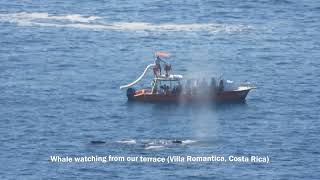 Whales Villa Romantica 25 01 2024