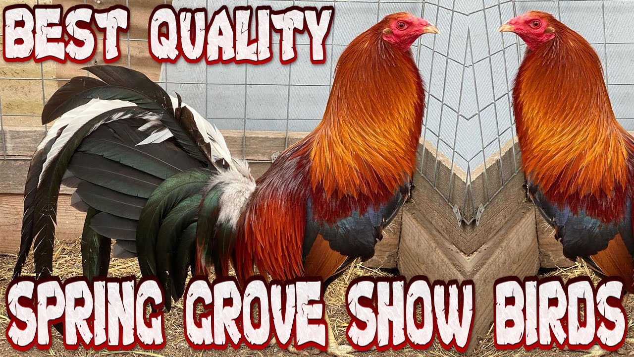 Best SPRING GROVE SHOW BIRDS - Farm Visit - YouTube
