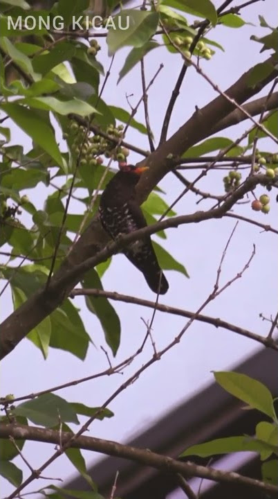 TEMBAKAN KEDASIH UNGU / VIOLET CUCKOO....