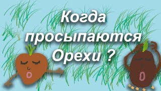 Когда просыпаются орехи?