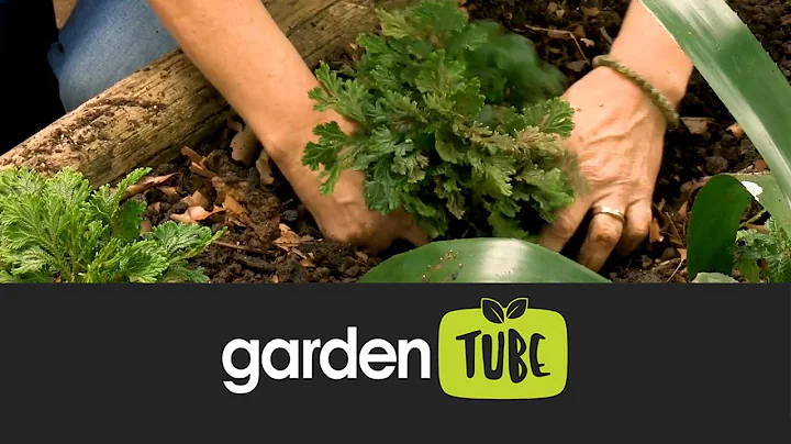 Dry Shade Garden
