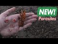 Removing Parasites from Shrimp! NEW March 2020