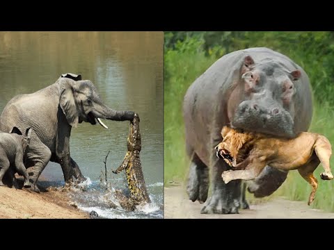 35 حيوان واجهوا الخصم الخطأ رد فعل الخصم مدهش  4