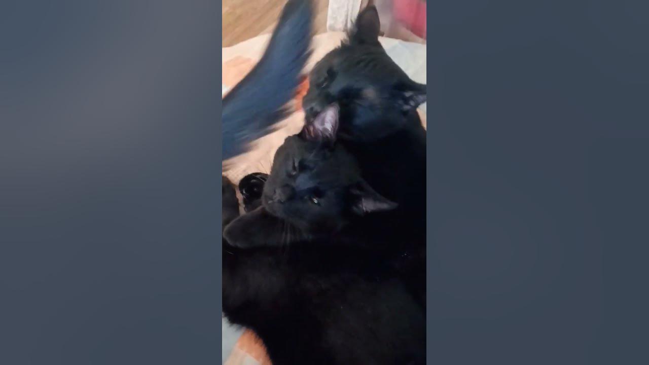 котики чёрный кот #можайск #москва #вдобрыеруки #дом #волонтеры - YouTube