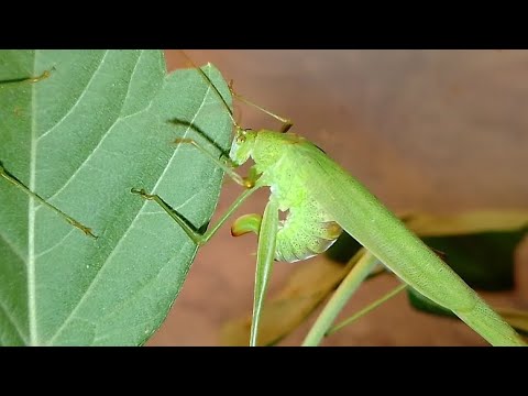 Кузнечик откладывает яйца в лист (Katydid lays eggs in a leaf).