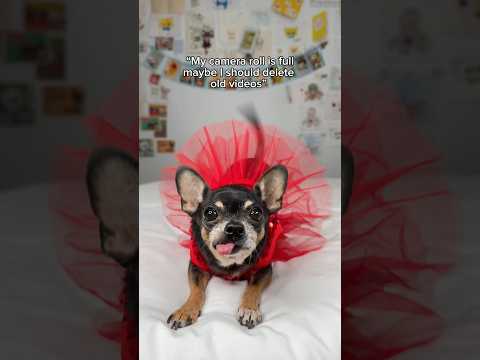 So Grateful For Adopting Fearful Rescue Chihuahua Maya And Her Transformation To A Happy Loving Dog