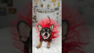 So Grateful For Adopting Fearful Rescue Chihuahua Maya And Her Transformation To A Happy Loving Dog