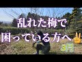 梅の整枝剪定【3月】