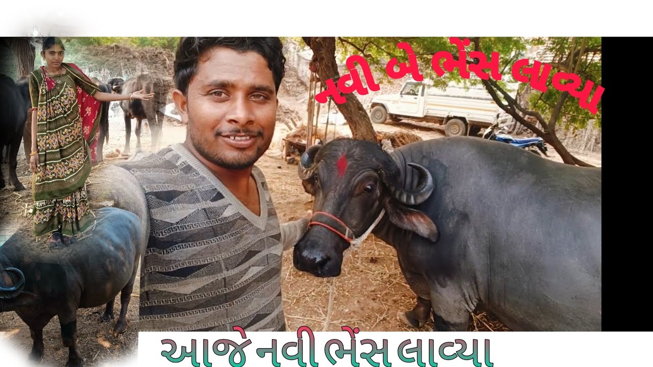 એક સાથે બે ભેંસ લાવ્યા.... આજે તો સુખનો સૂરજ ઉગ્યો 🥰♥️🥰