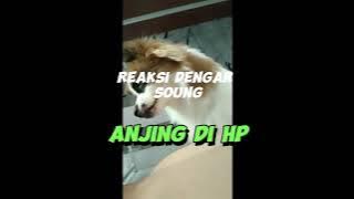 Reaksi Anjing mendengar sound Suara anak anjing di HP Reaksi yupi dengar susrs snjing di Hp