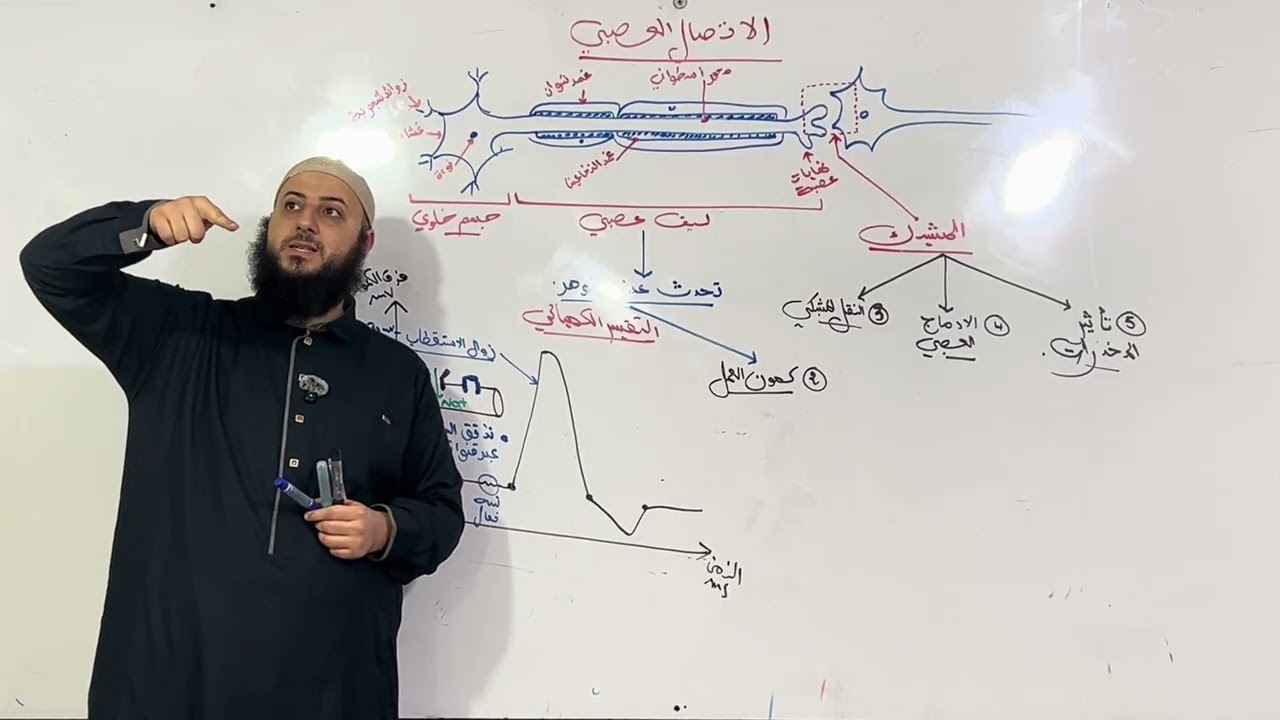 الاتصال العصبي ( كمون العمل)