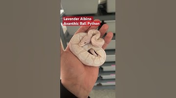 Lavender Albino Axanthic Ball Python