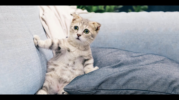 Video 2567331: animals funniest cats, cats animals sweetness, compilation funny