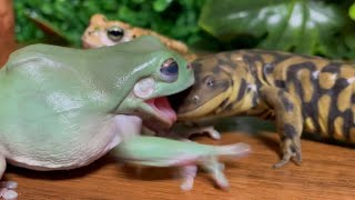 Main character …Butter 🧈！Frog & Toad & Salamander（Tiger Salamander, Australian Green Tree Frog）