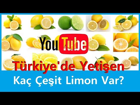 Video: Limon çeşitleri Nelerdir