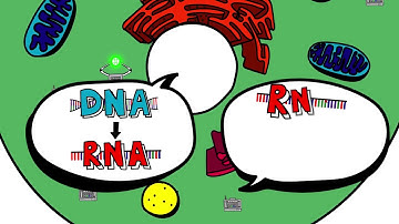 Matthew Walak, USA, Finalist: 2018 Breakthrough Junior Challenge