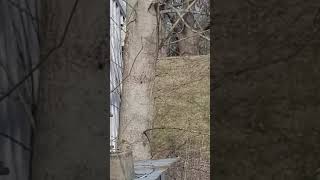Albino or Leucistic gray squirrel in my neighbor's yard